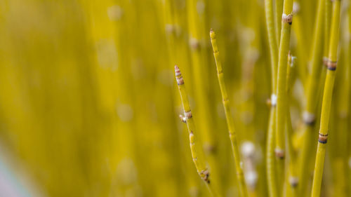 Close-up of dew drops on grass