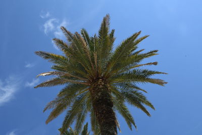 Low angle view of palm tree against blue sky