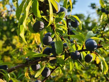 Close-up of berries growing on tree