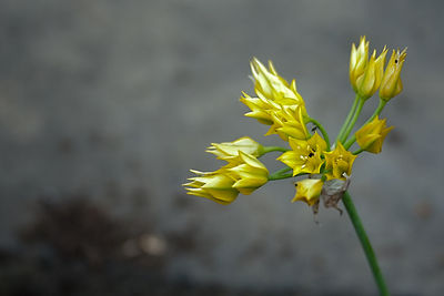 Close-up of yellow flowering plant