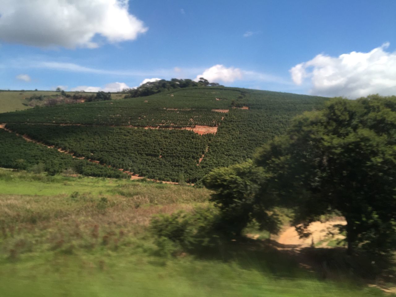 tree, growth, nature, sky, green color, tranquility, beauty in nature, landscape, tranquil scene, rural scene, agriculture, field, scenics, outdoors, no people, day, cloud - sky, mountain