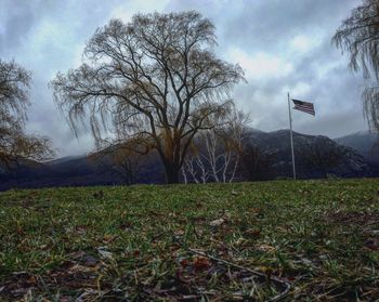 Bare trees on field against sky