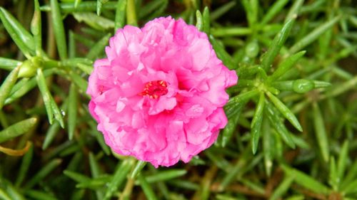 Close-up of pink flower blooming outdoors