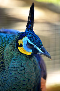 Close-up of peacock head