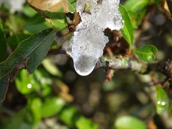 Close-up of frozen plant during winter