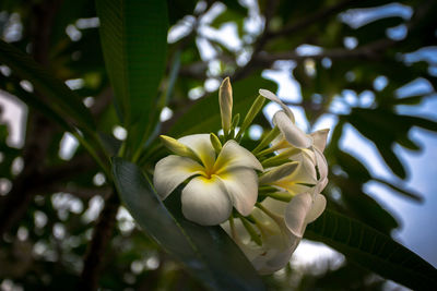 Close-up of white flowering plant