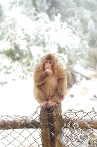 Monkey on snow