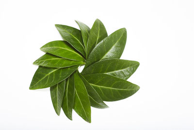 Close-up of plant against white background