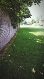 Trees on grassy field
