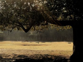Trees on field