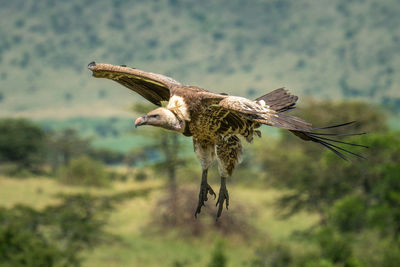 White-backed vulture stretches legs to land