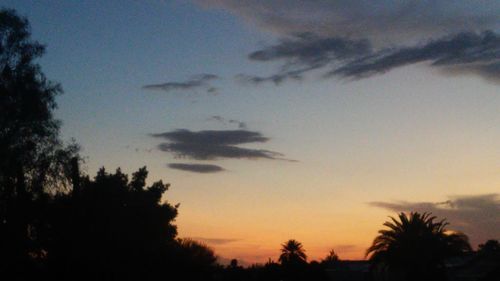 Silhouette of trees at sunset