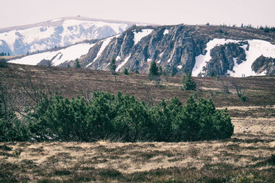 Grassland with snowy mountains in the background in the vosges mountains, france, in early spring