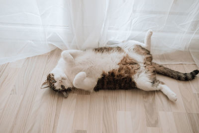 cat