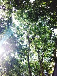 Low angle view of trees in forest