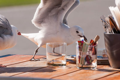 Close-up of seagull eating food