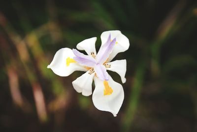 Close-up of white flower blooming outdoors