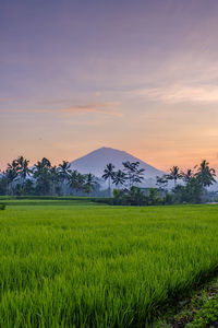 Scenic view of agricultural field against sky during sunset