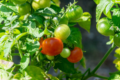 Close-up of tomatoes growing on plant