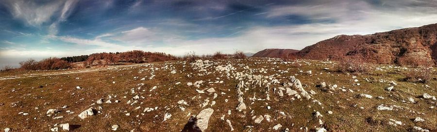 Panoramic view of trees against sky