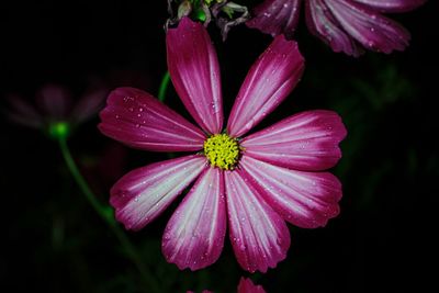 Close-up of pink flower against black background