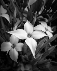 Close-up of white flowering plants