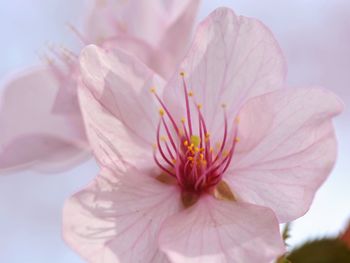 Close-up of pink flower