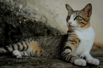 Close-up of a cat resting