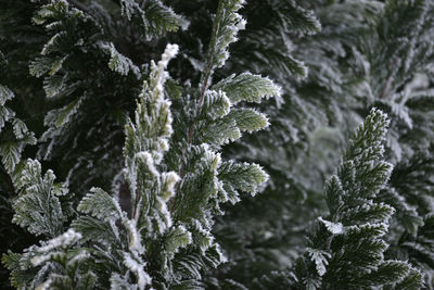 Close-up of pine tree during winter