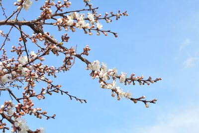 Low angle view of cherry blossoms against blue sky