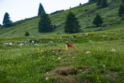 View of marmot on field