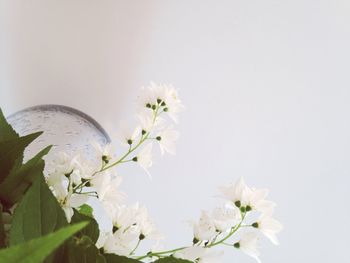 Close-up of white flowers