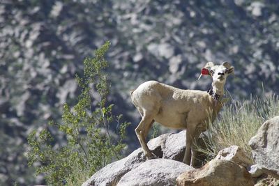 Bighorn sheep standing on rocks at anza borrego desert state park