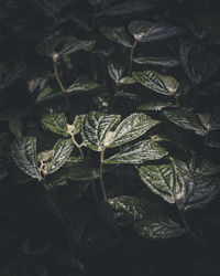 High angle view of fresh leaves on plant