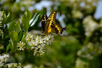 Close-up of butterfly pollinating on flower