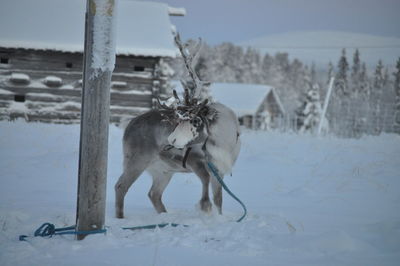 Moose on snow field against sky