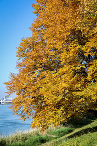 Close-up of autumn tree against sky