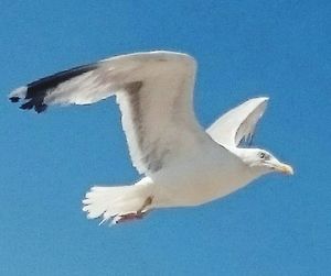 Seagull flying against clear sky