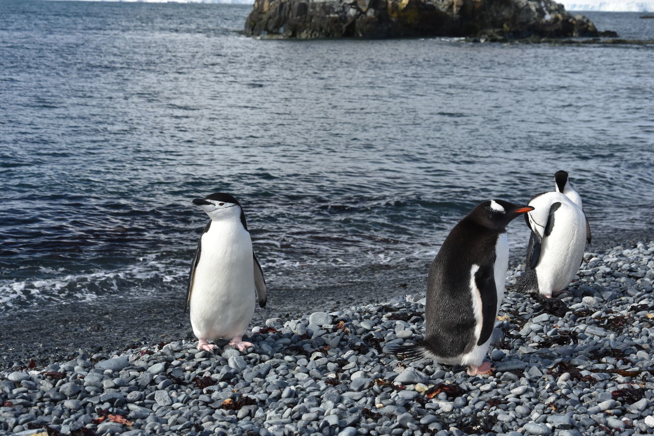 Penguin colony