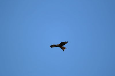 Low angle view of eagle flying in sky