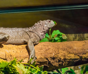 Side view of a lizard on rock