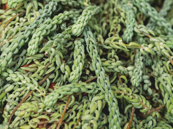 Full framed photo of sedum morganianum, donkey tail or burro's tail. green foliage of succulent