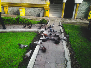 High angle view of birds in yard