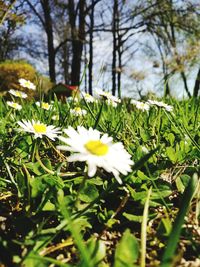 Close-up of white flowers blooming outdoors