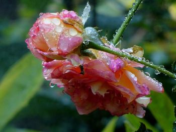 Close-up of wet pink rose flower