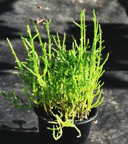 Close-up of cactus growing outdoors