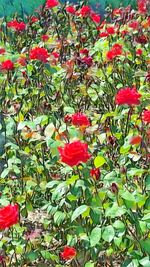 Close-up of red flowers