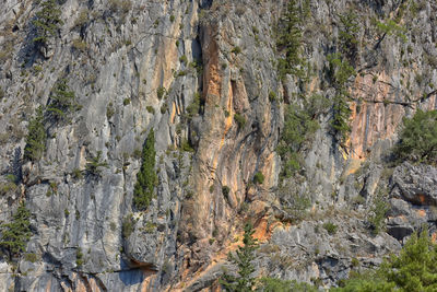 Full frame shot of rocks in forest