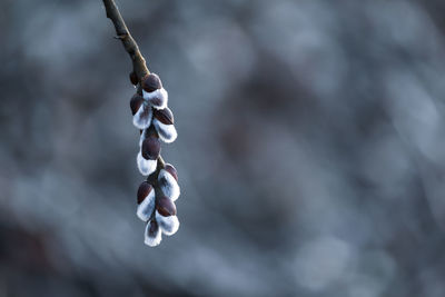 Close-up of snow on plant