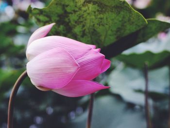 Close-up of pink rose